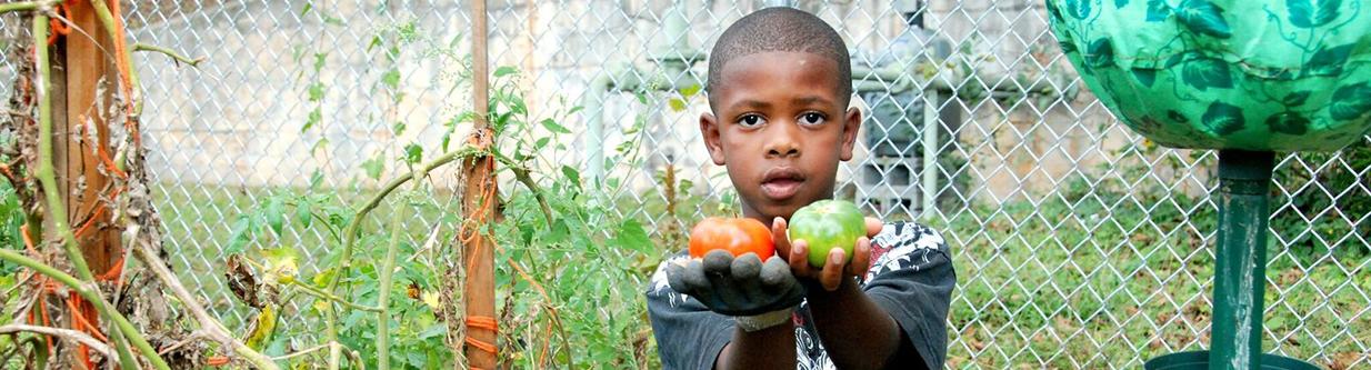 A young boy stands in a garden holding a tomato in each hand.